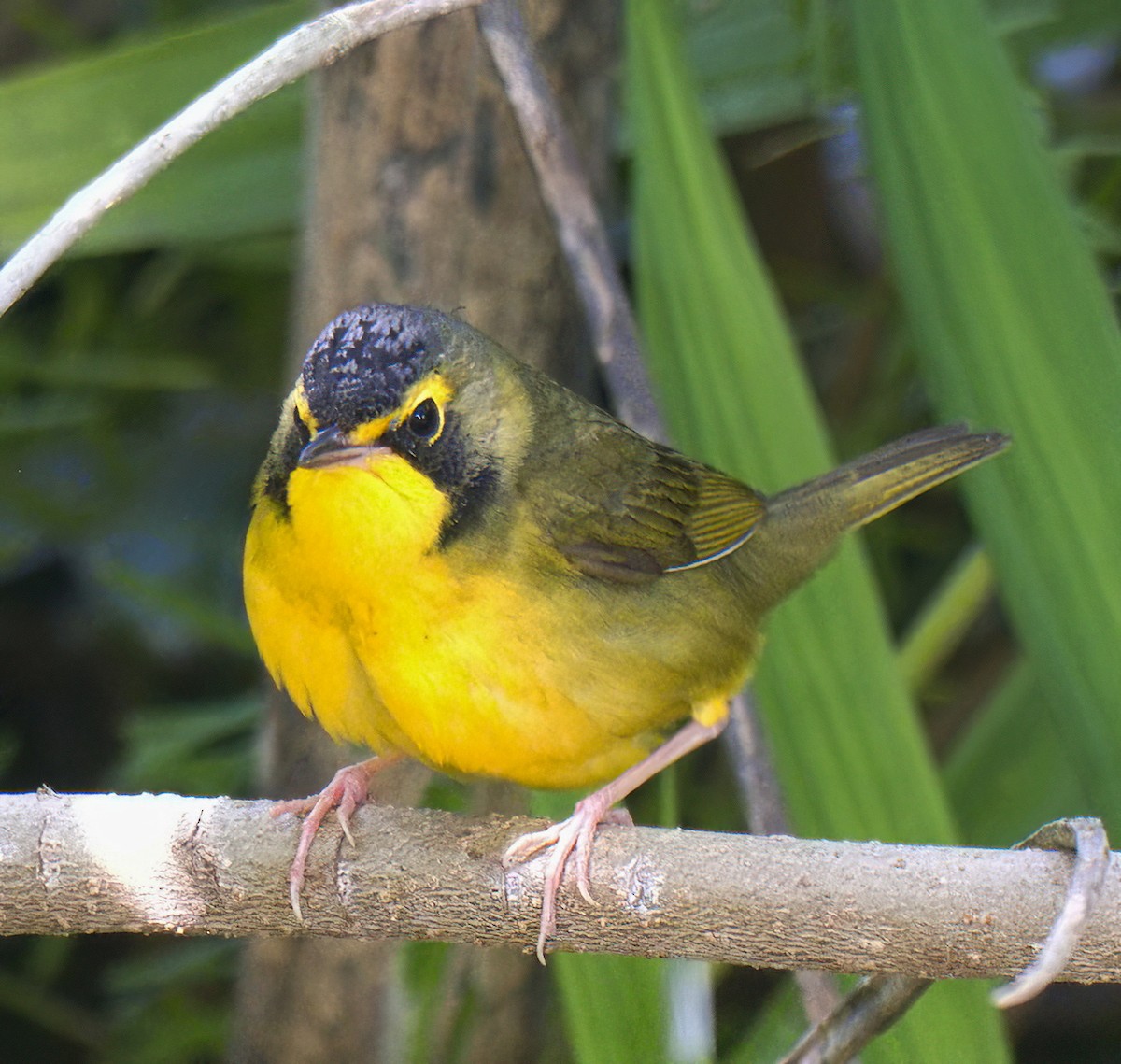 kentuckyparula - ML646318934