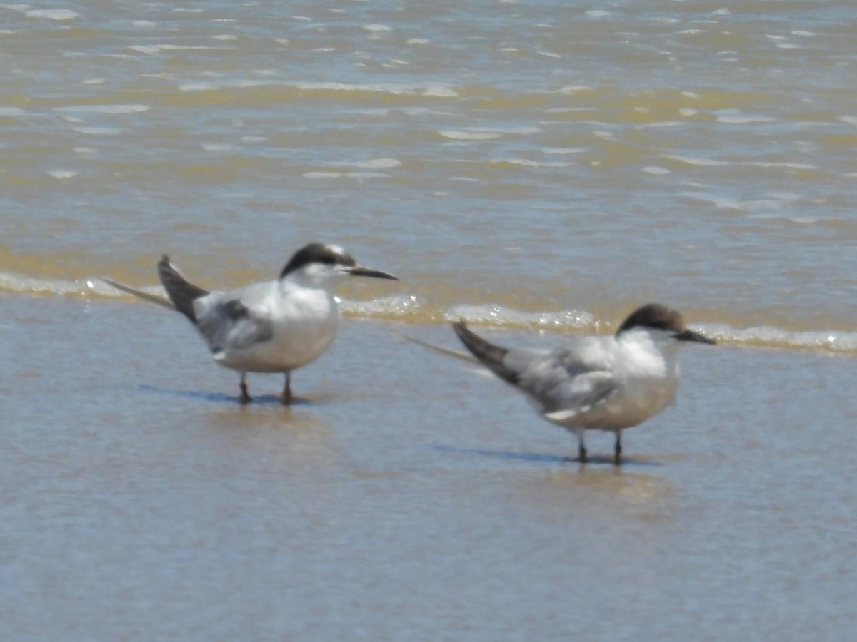 Common Tern - ML646318935