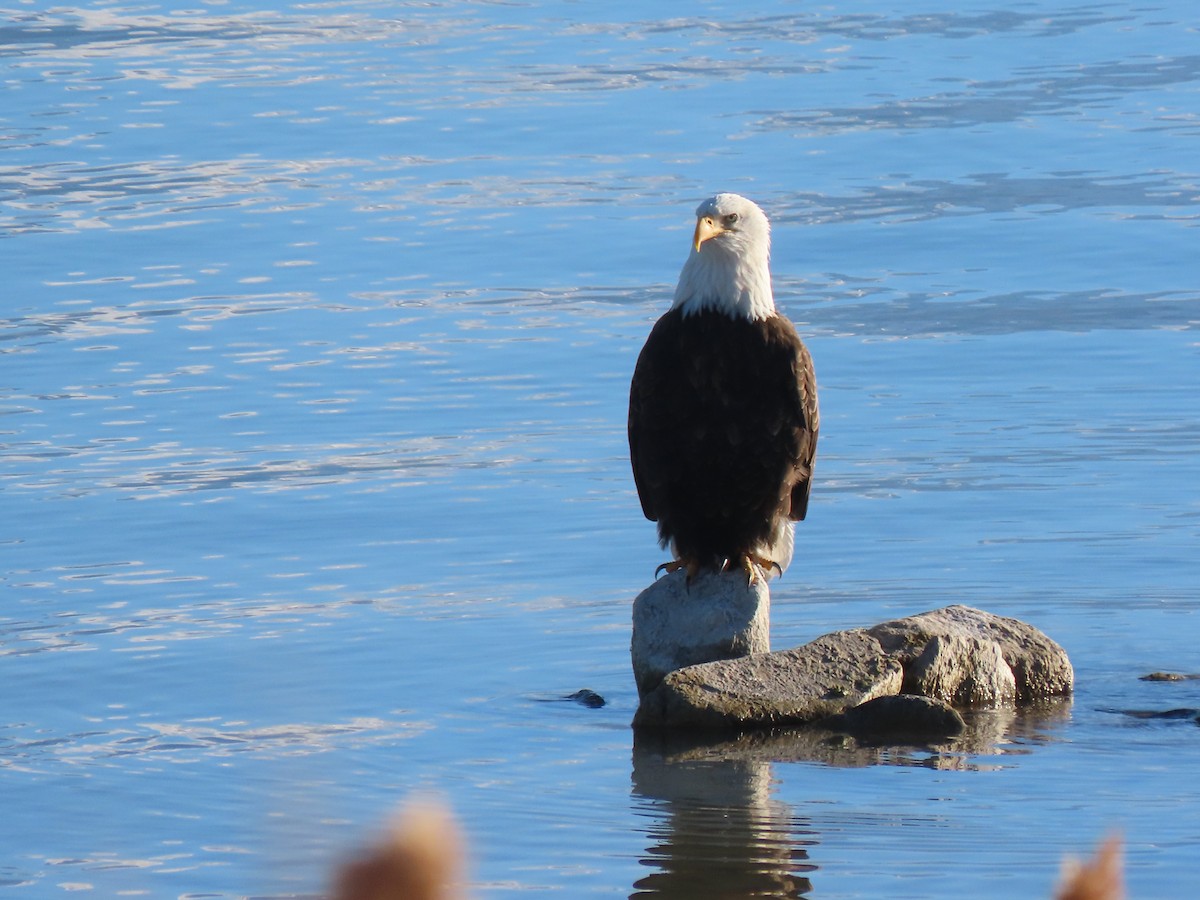 orel bělohlavý - ML646318937