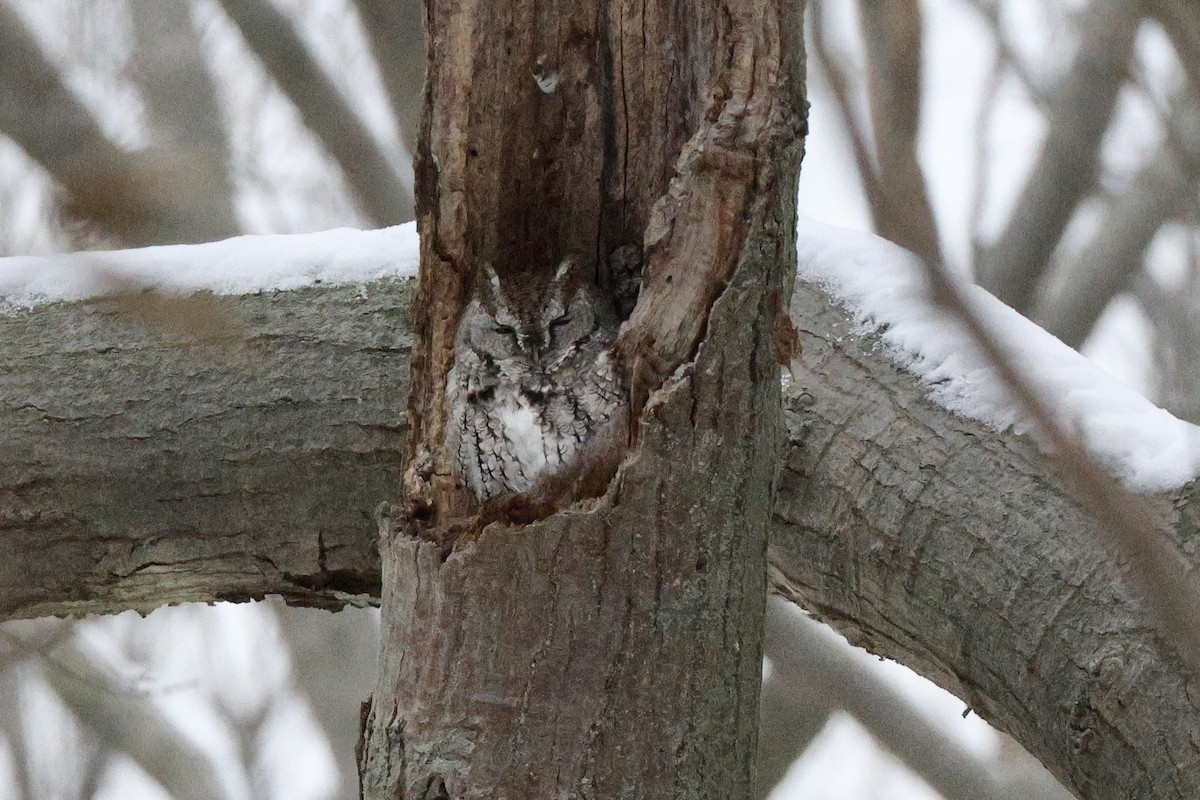 Eastern Screech-Owl - ML646318938