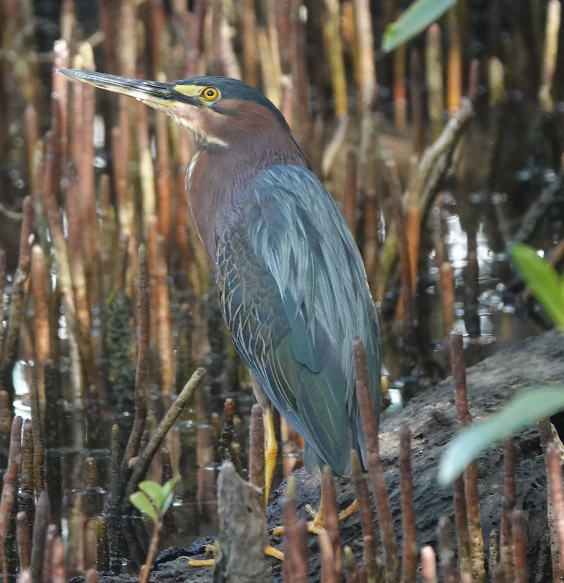 アメリカササゴイ - ML646318946