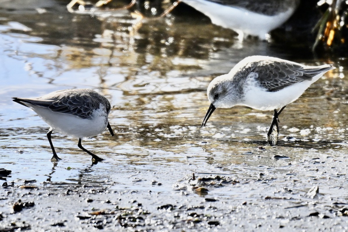 jespák aljašský - ML646318947