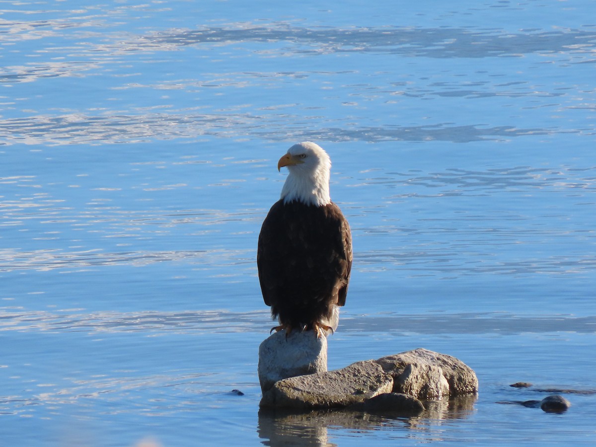 orel bělohlavý - ML646318949