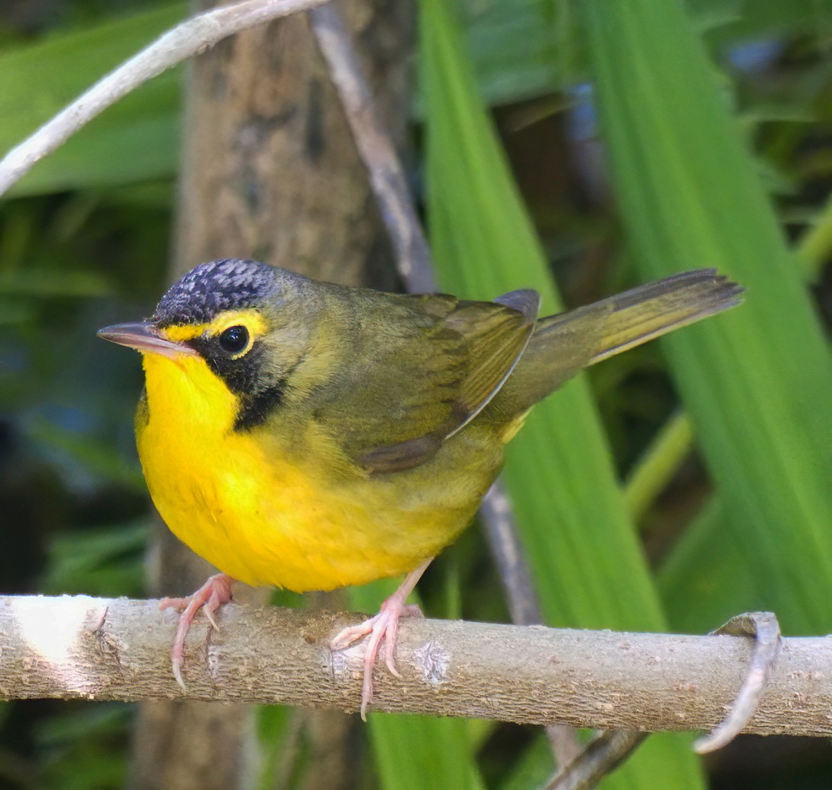 kentuckyparula - ML646318951