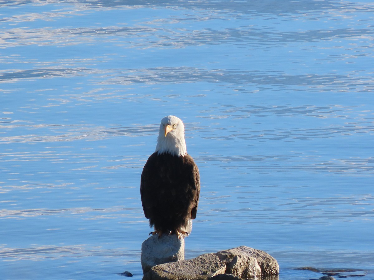 orel bělohlavý - ML646318952
