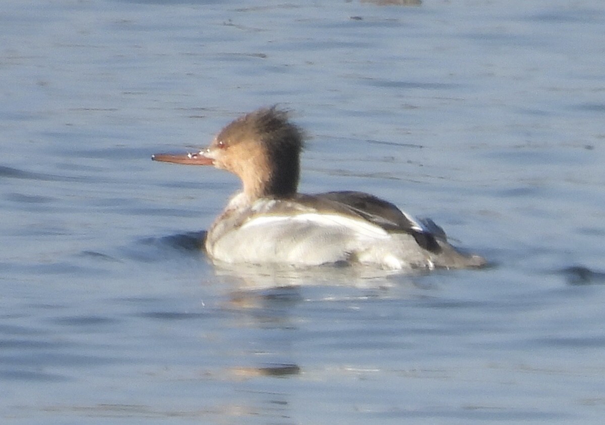 morčák prostřední - ML646318953