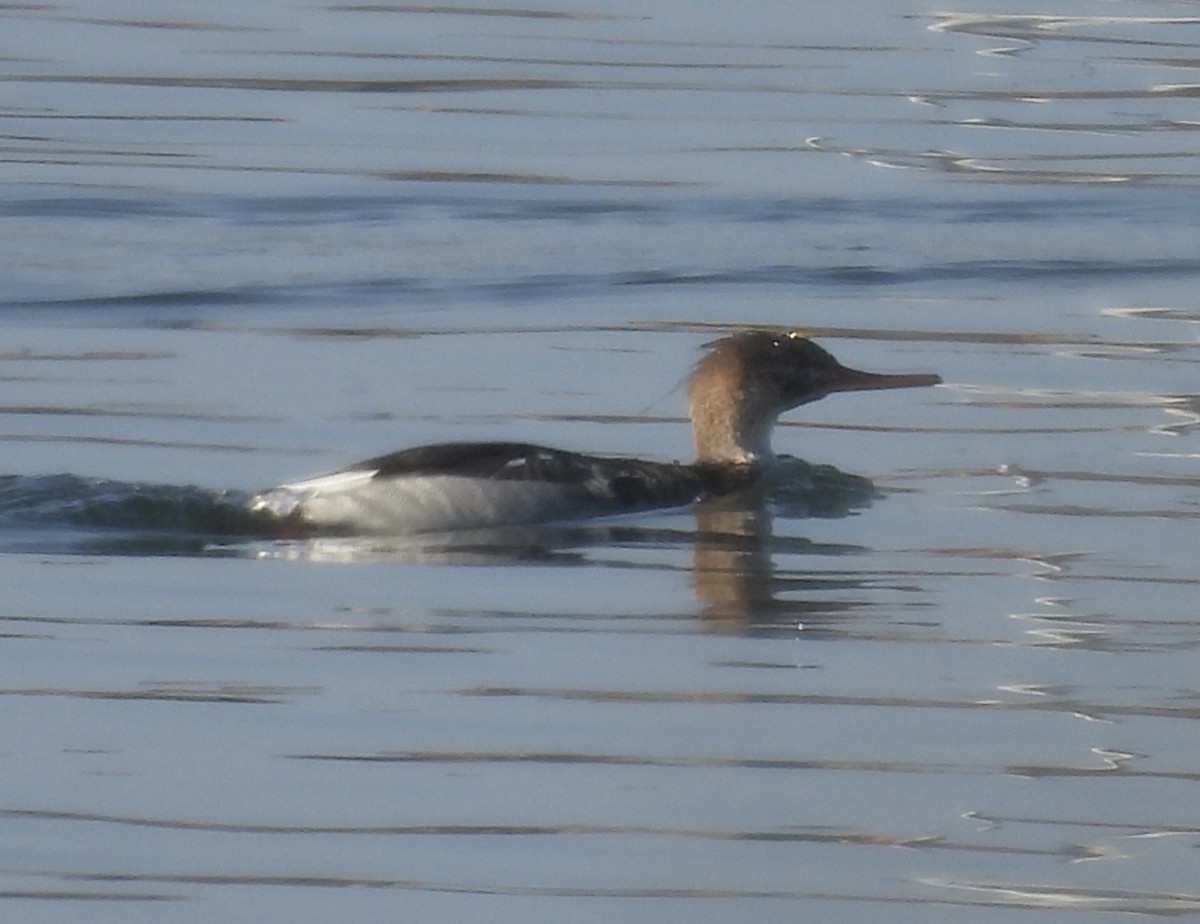 morčák prostřední - ML646318954