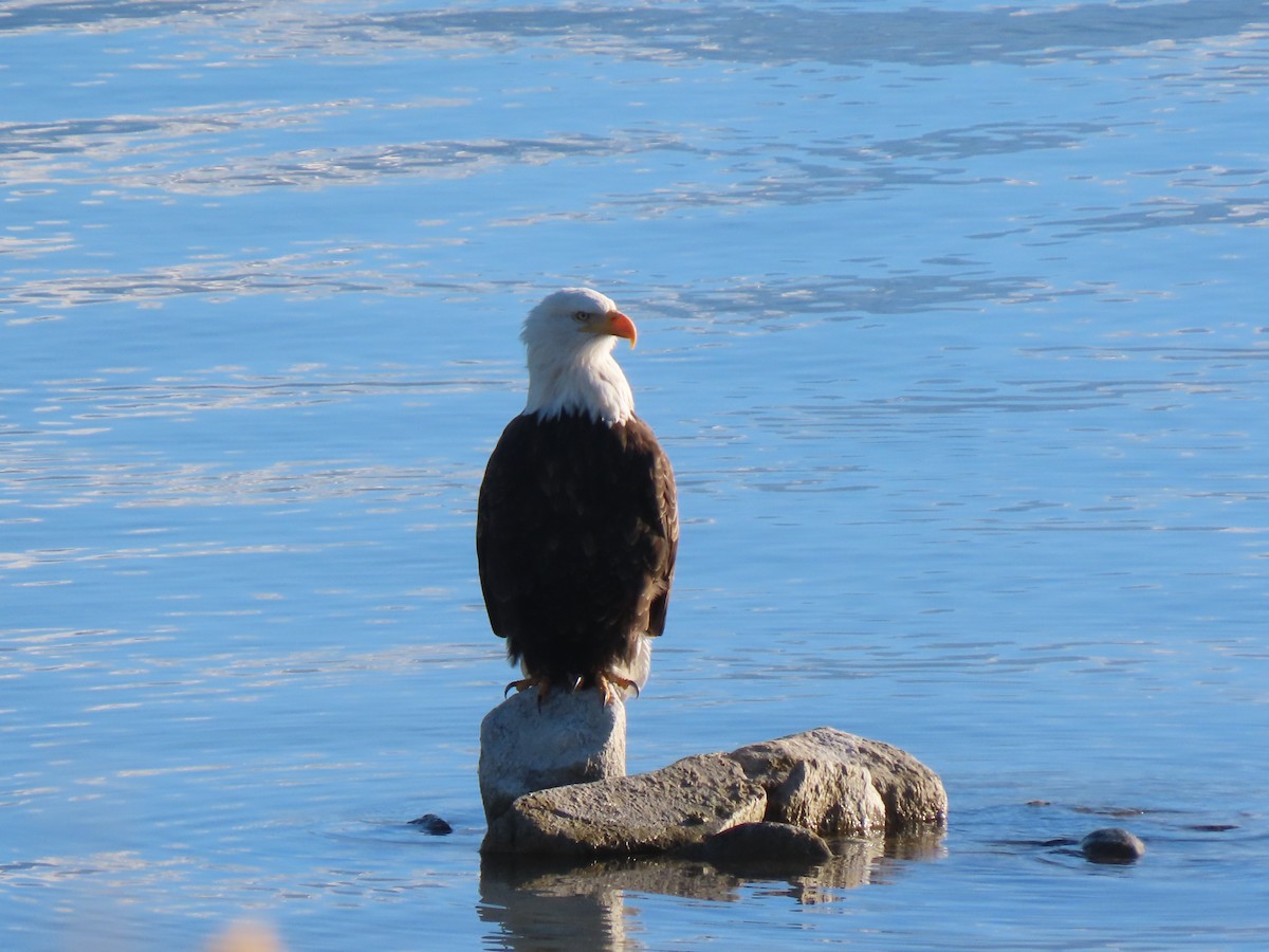 orel bělohlavý - ML646318955