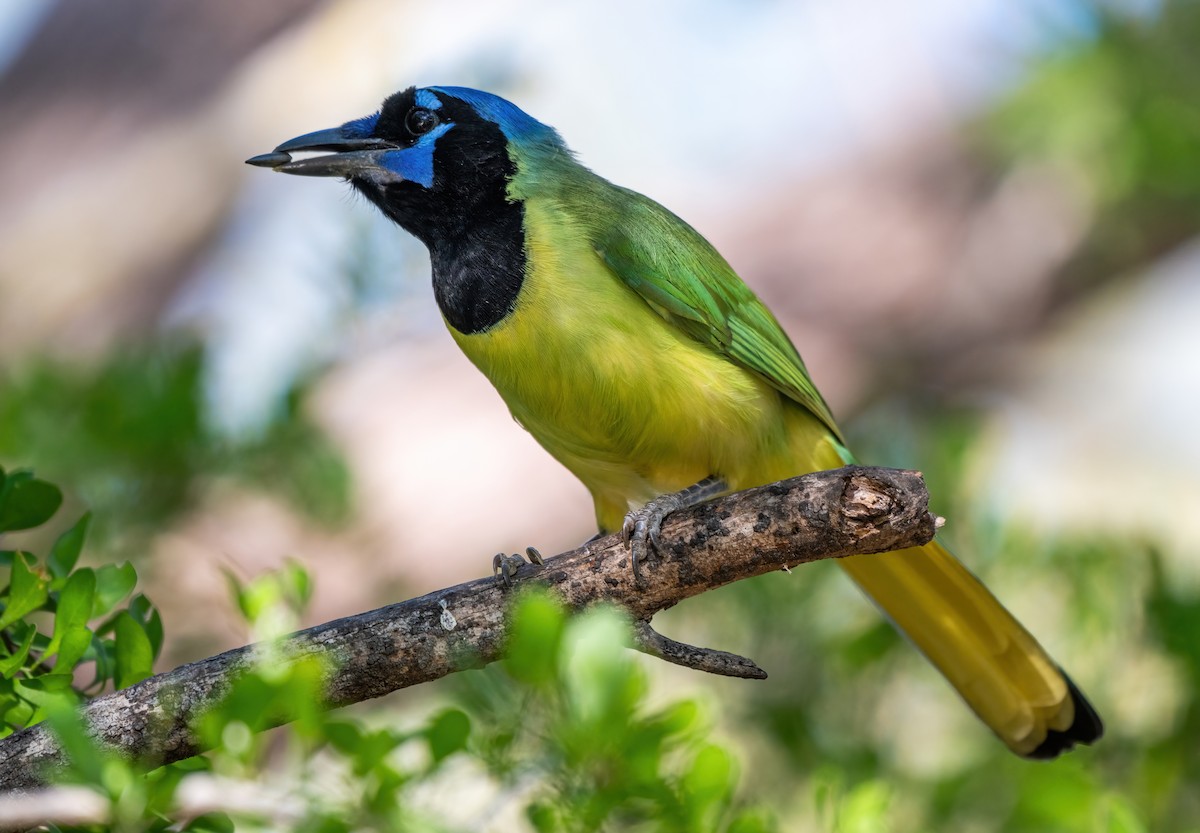 Geai vert - ML646318957