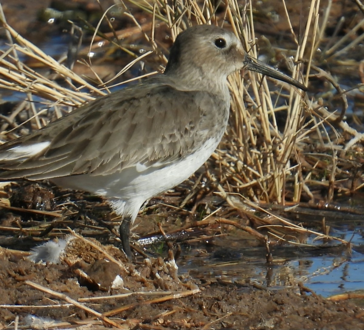 Dunlin - ML646318958