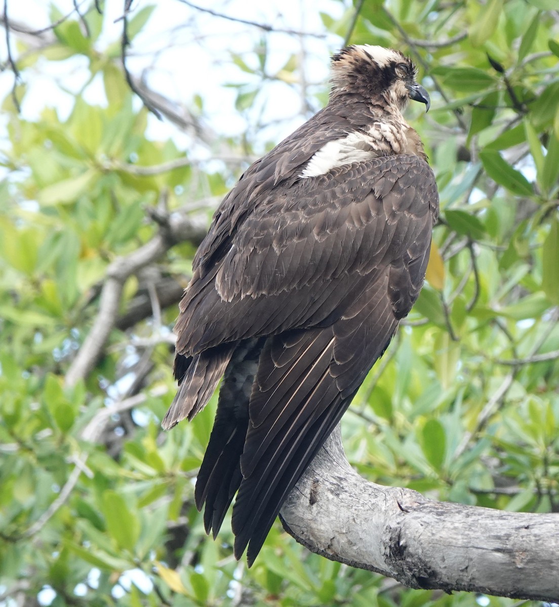 ミサゴ - ML646318959