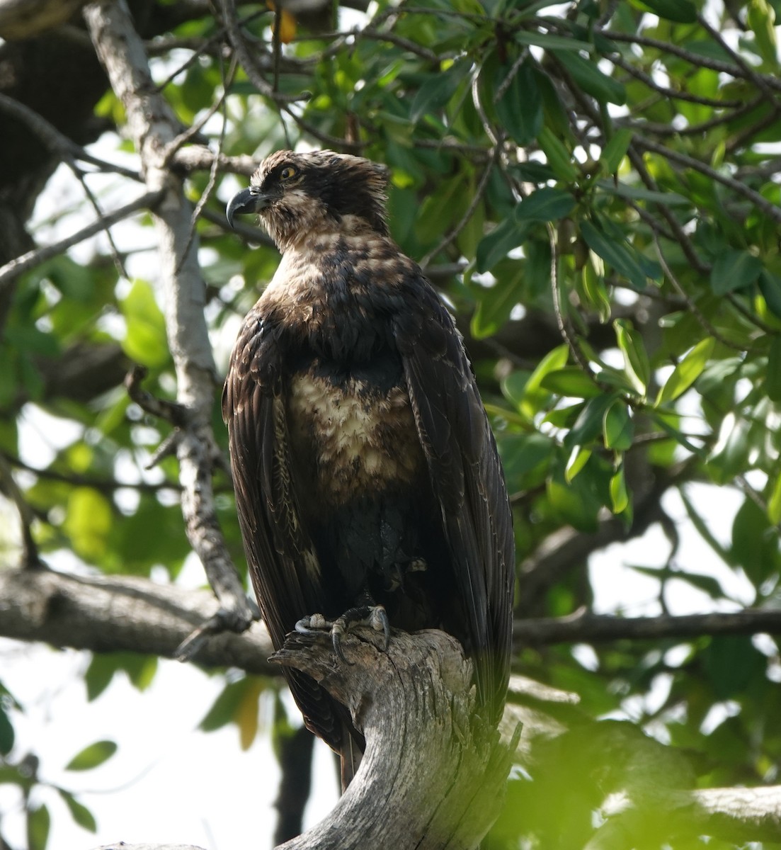 ミサゴ - ML646318960