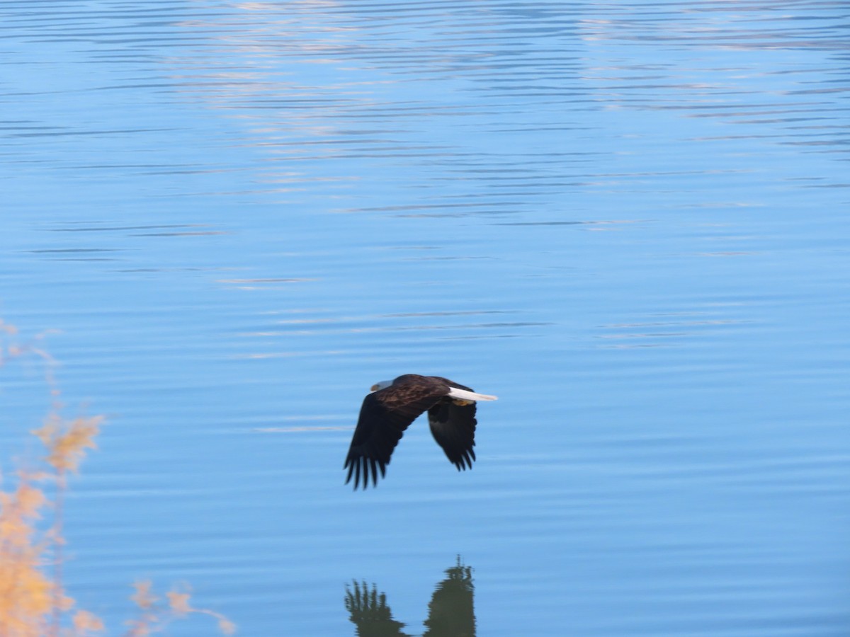 orel bělohlavý - ML646318962