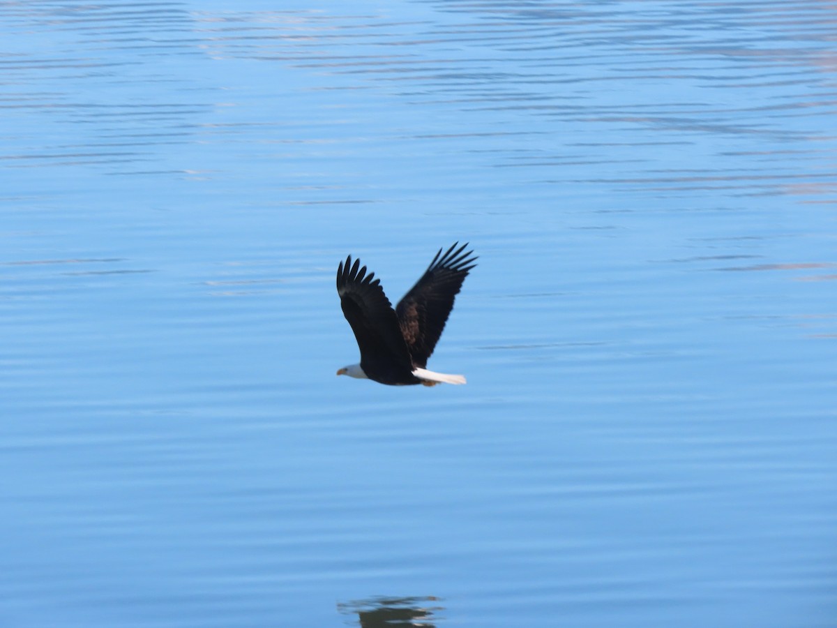 orel bělohlavý - ML646318963