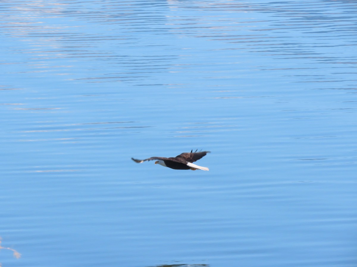 orel bělohlavý - ML646318964