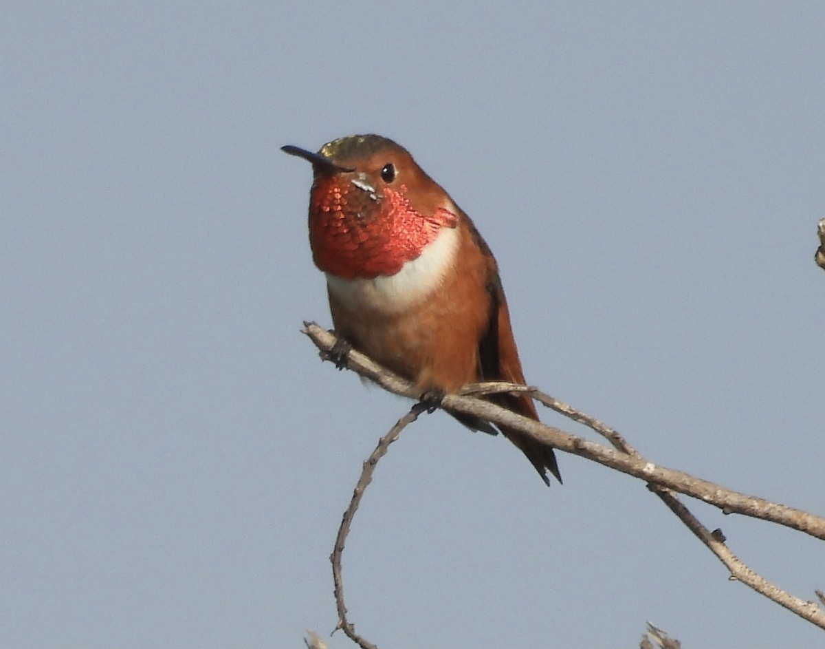 kalypta Allenova - ML646318966