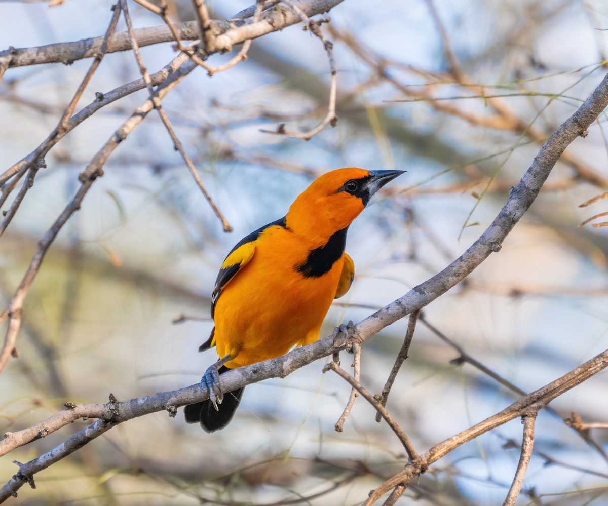 Altamira Oriole - ML646318968