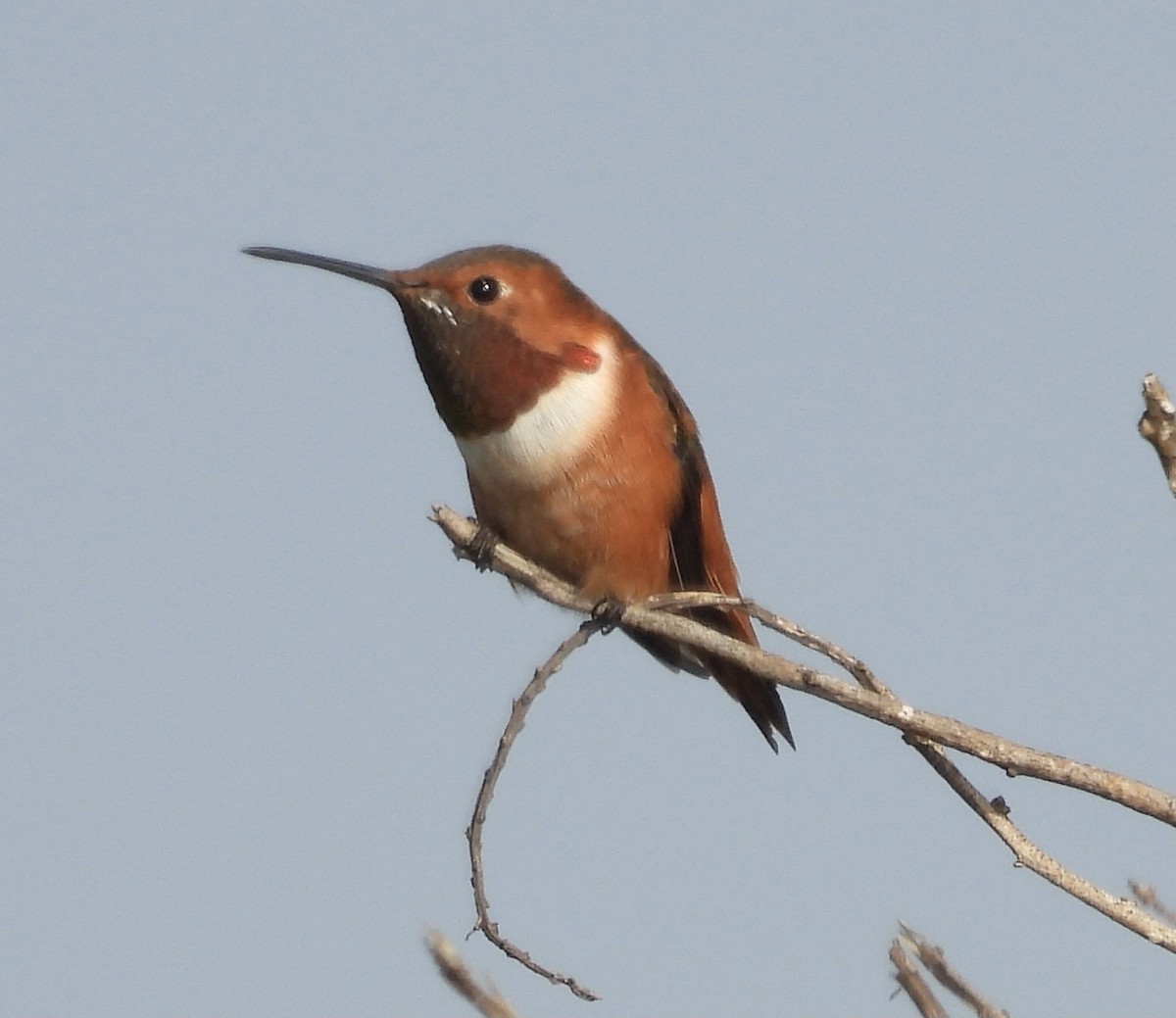 kalypta Allenova - ML646318971