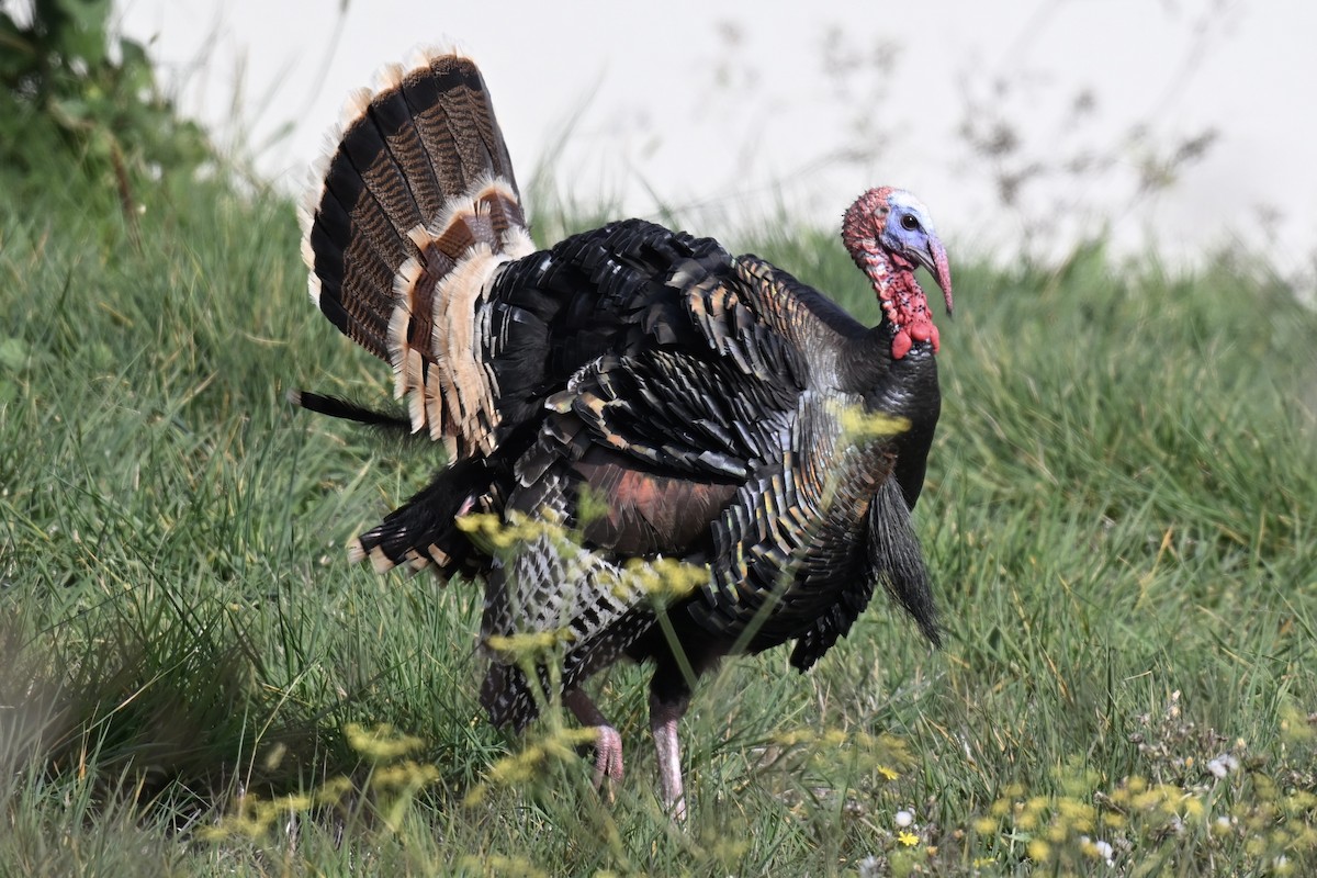 Wild Turkey - ML646318972