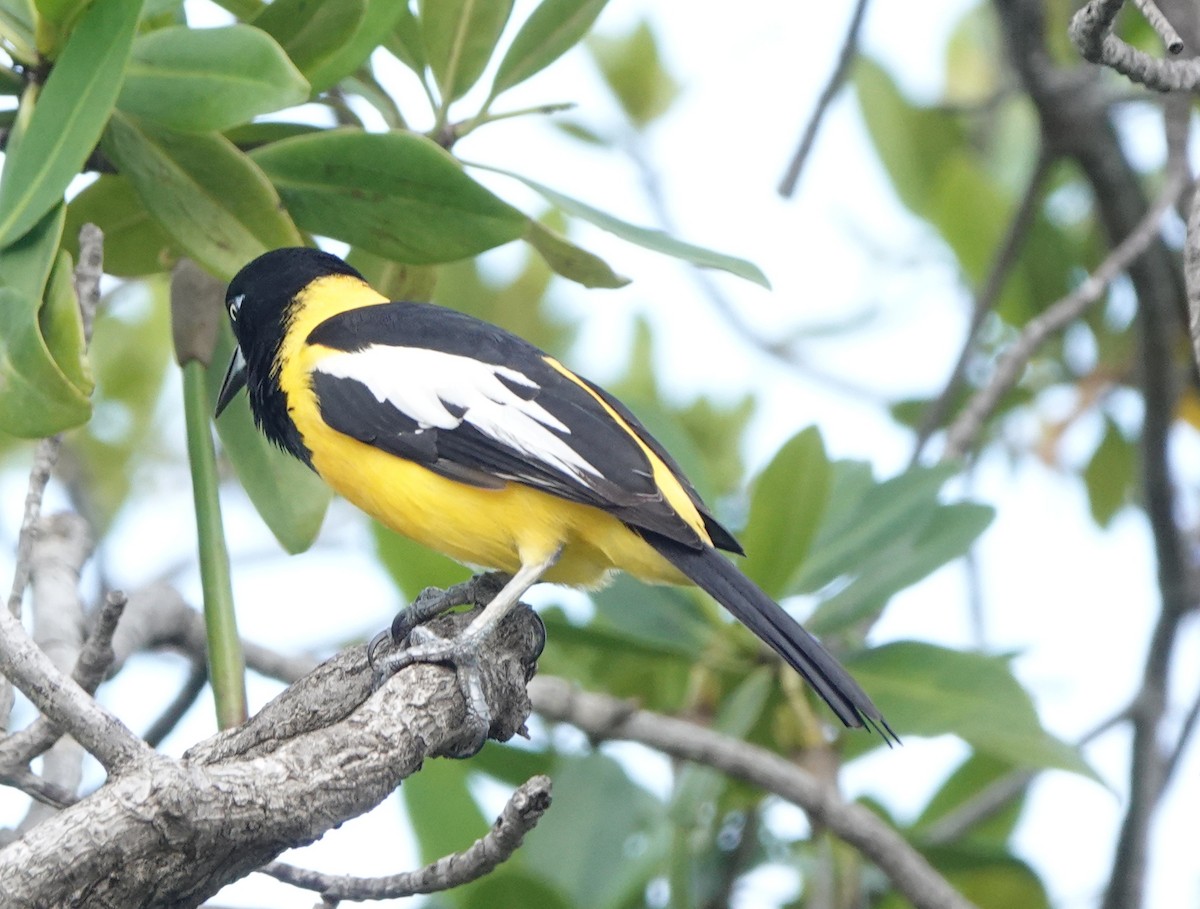 Venezuelan Troupial - ML646318977
