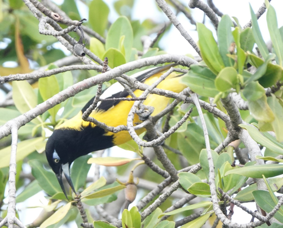 Venezuelan Troupial - ML646318978
