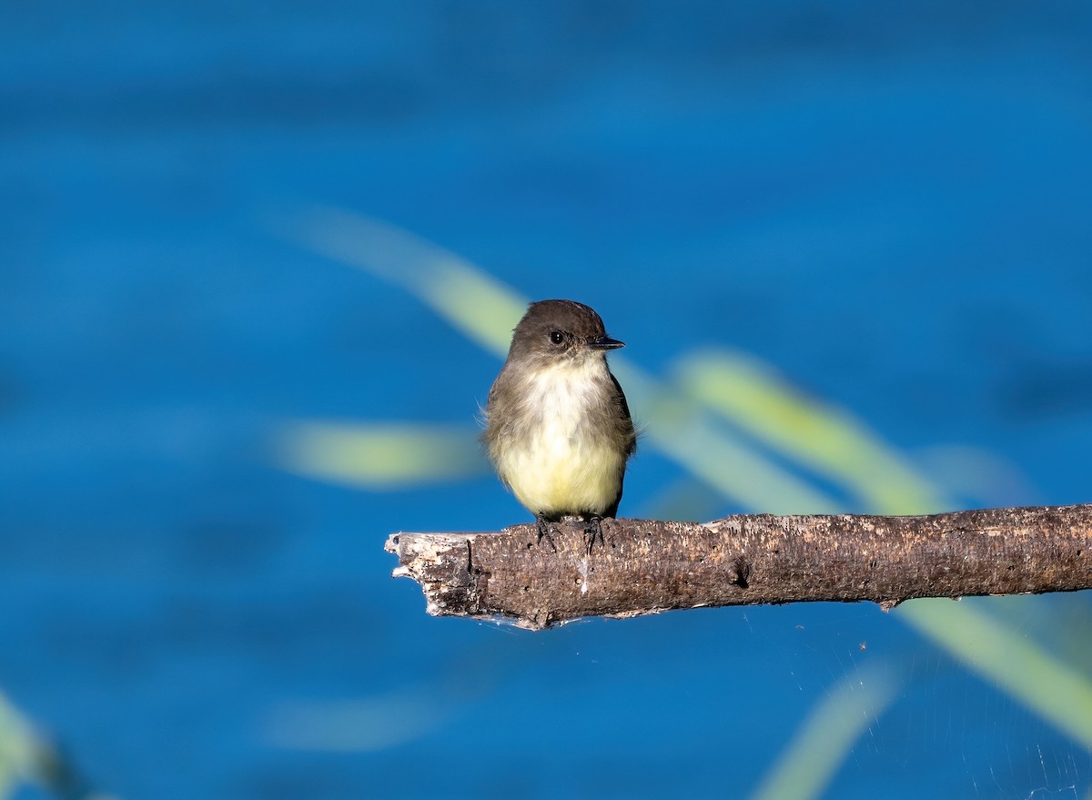 Mosquero Fibí - ML646318982