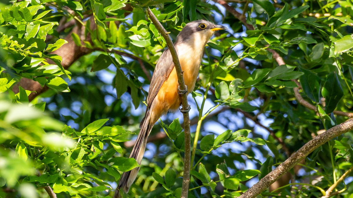 Mangrove Cuckoo - ML646318983