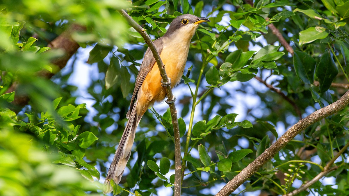 Mangrove Cuckoo - ML646318984