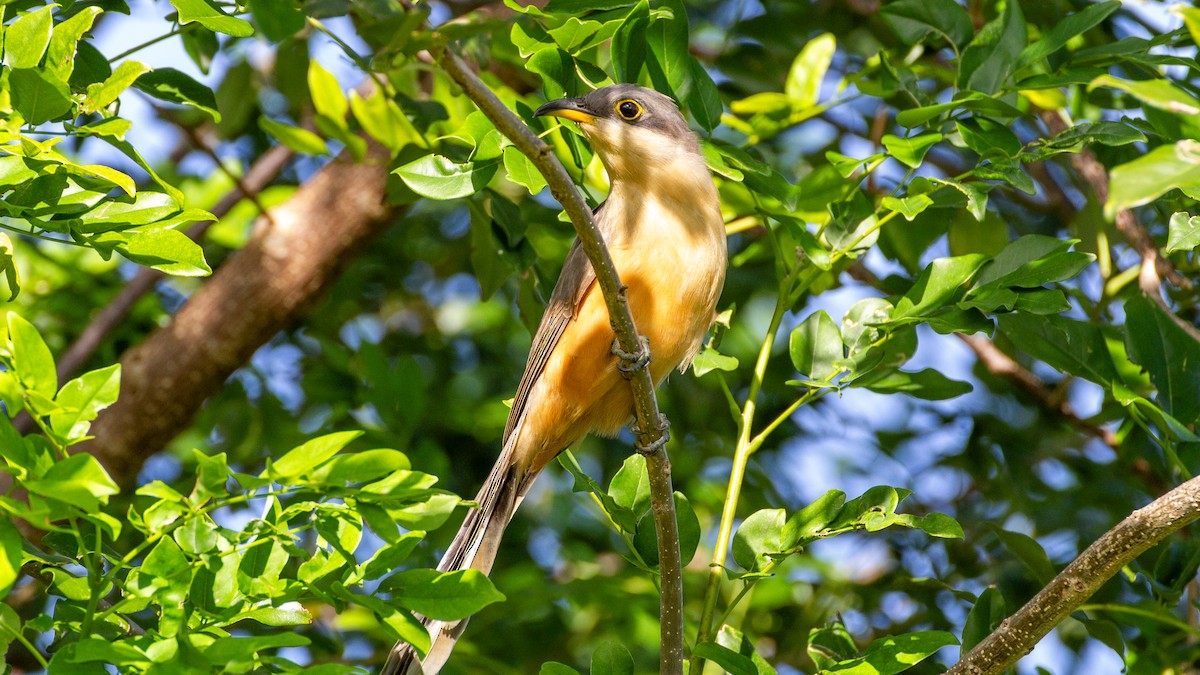 Mangrove Cuckoo - ML646318985