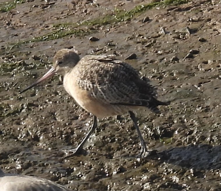 břehouš velký - ML646318993