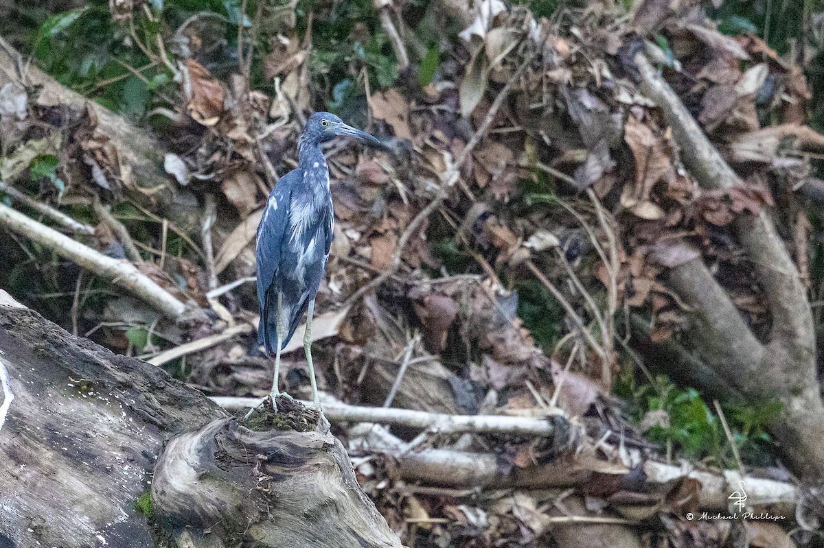 Little Blue Heron - ML646318997