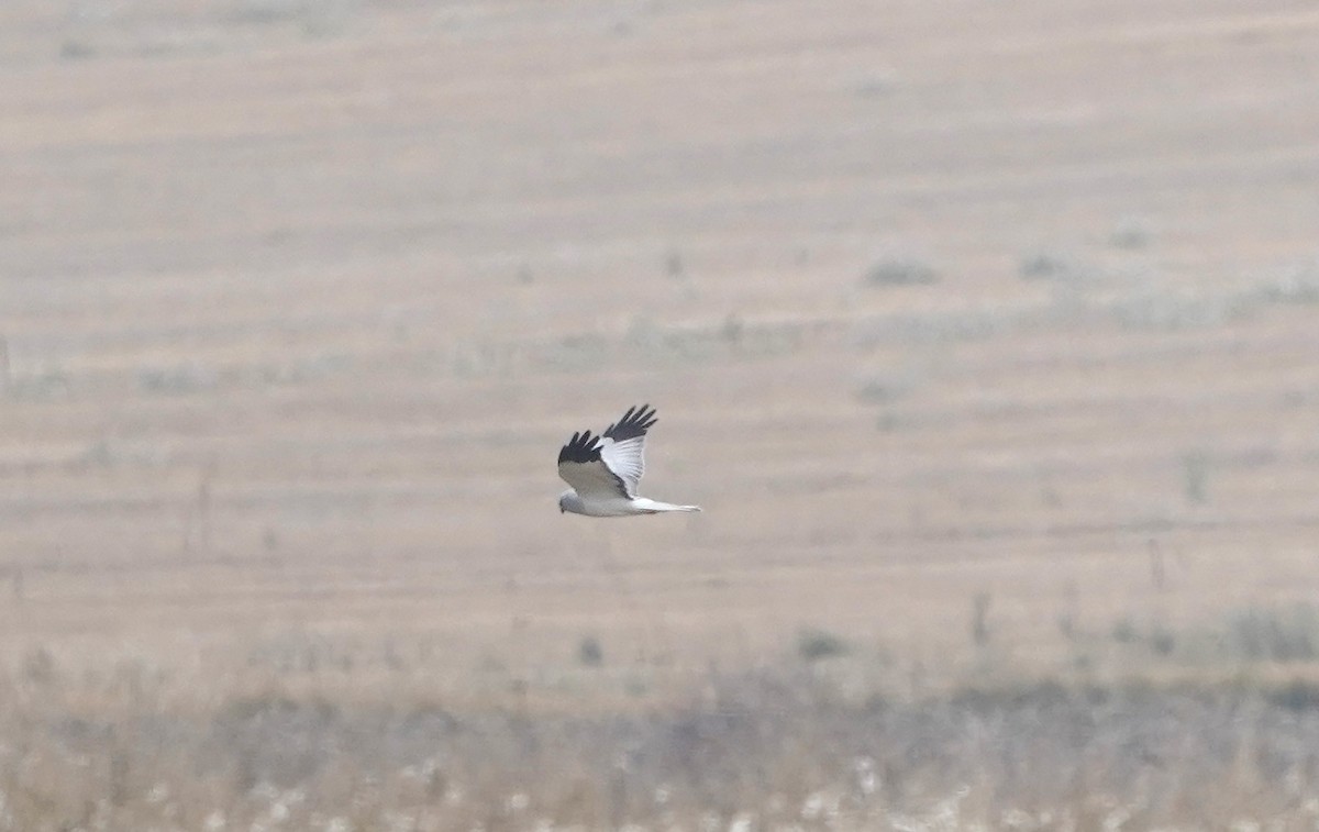 灰澤鵟 - ML646318998