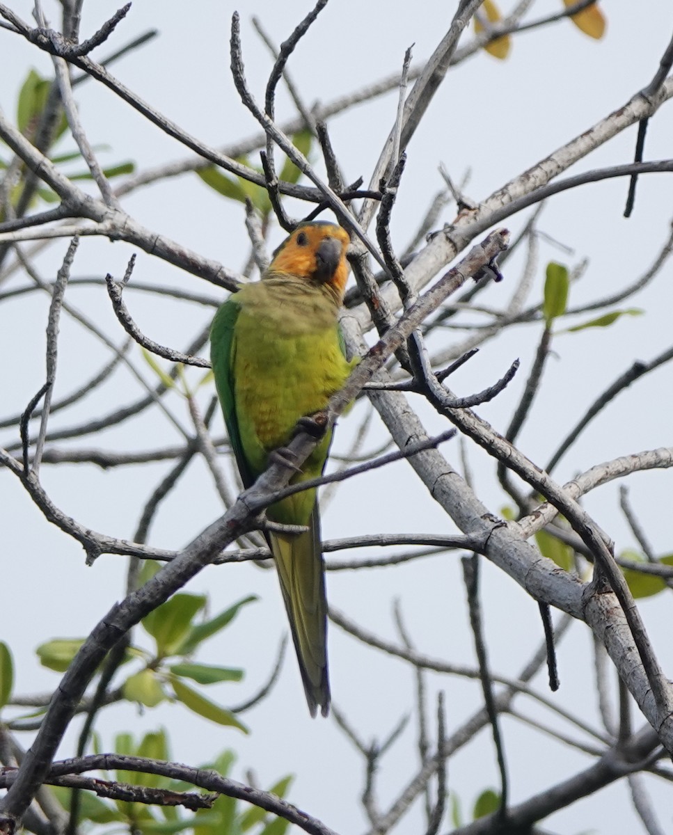 チャノドインコ - ML646319000