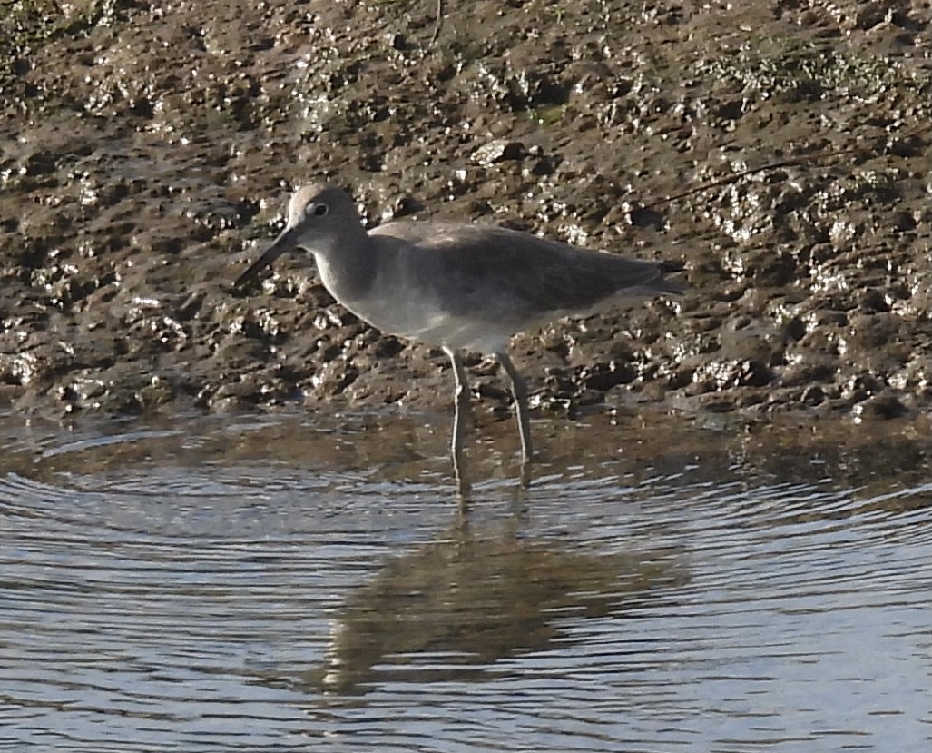 vodouš břehoušovitý - ML646319001