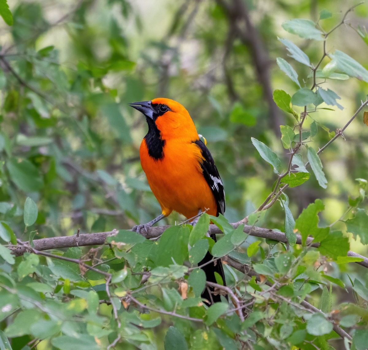 Altamira Oriole - ML646319002