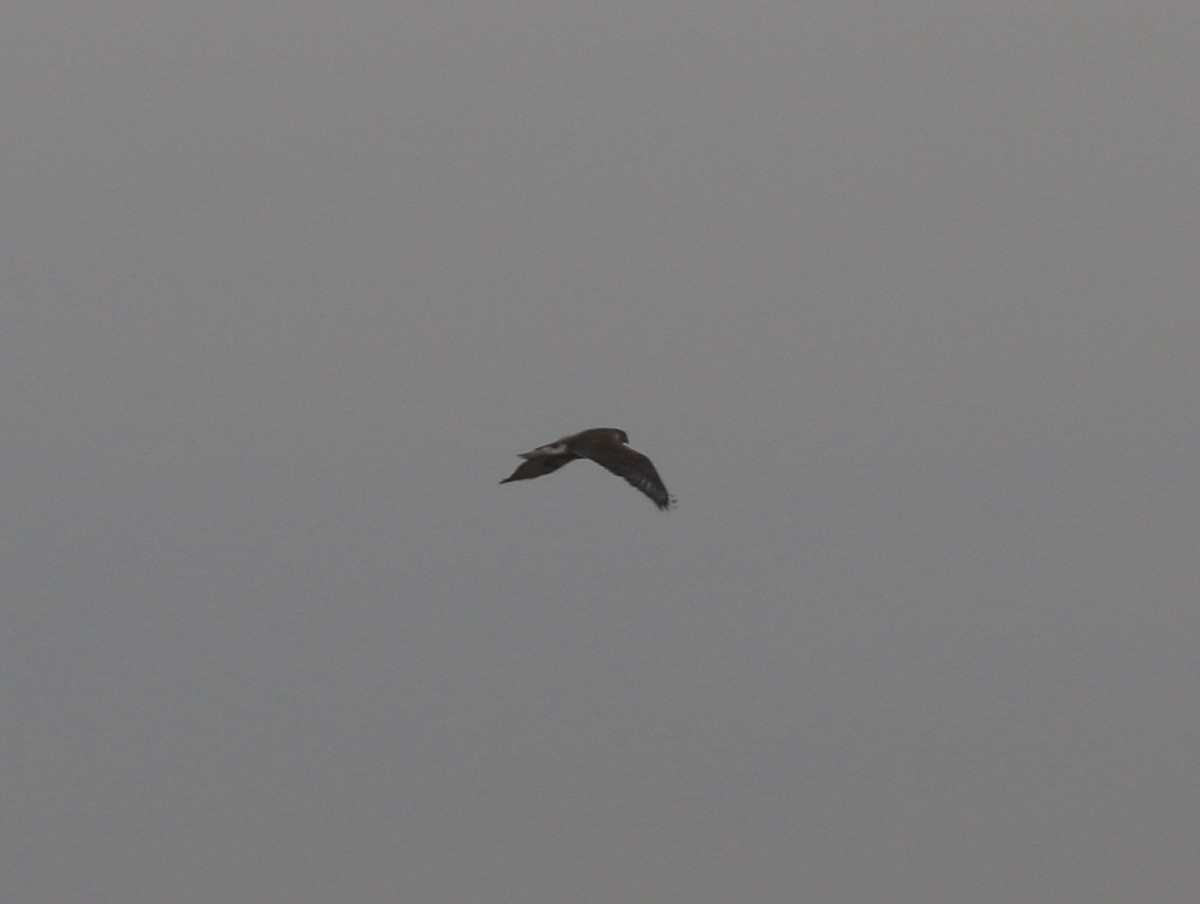 káně královská - ML646319004