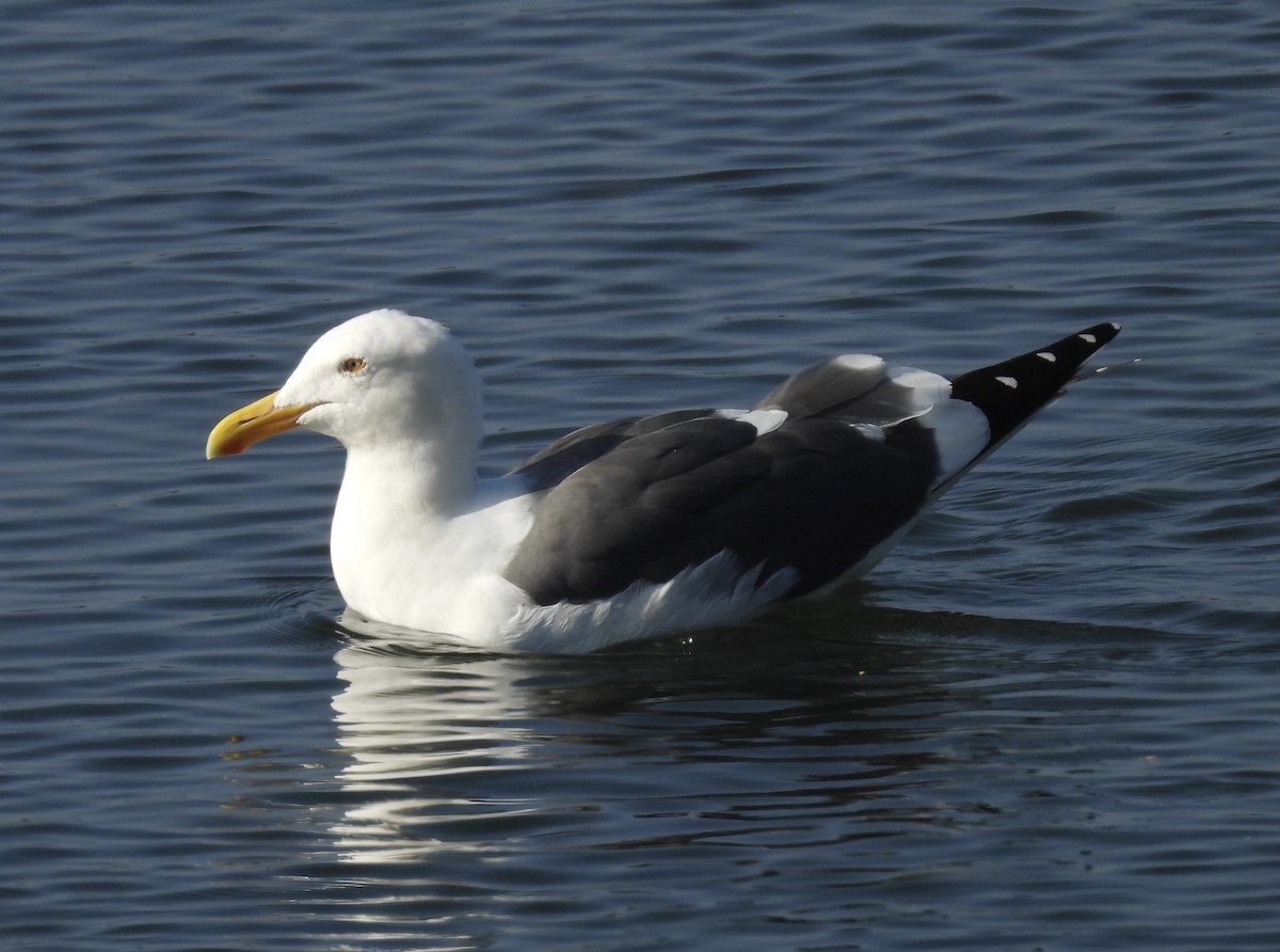 racek západní - ML646319006