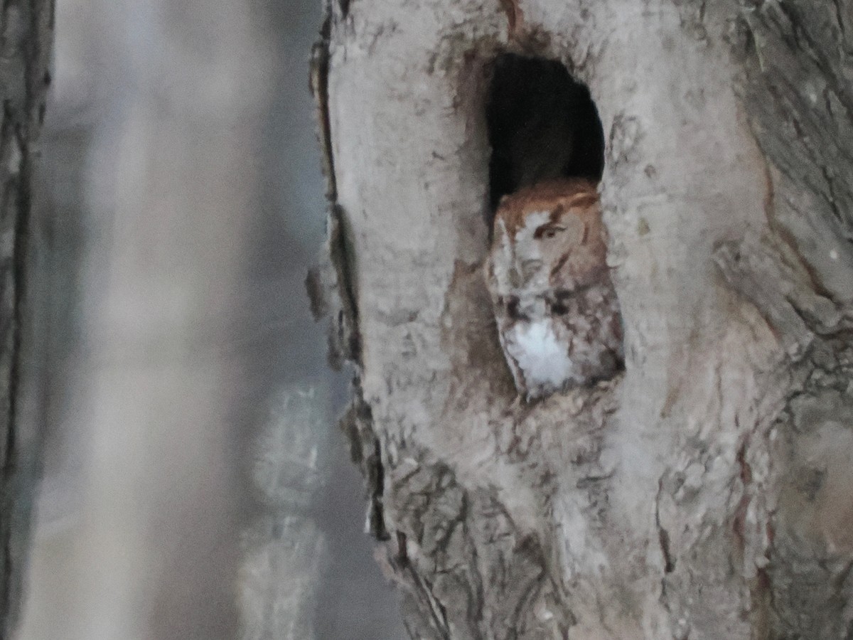 Eastern Screech-Owl - ML646319007