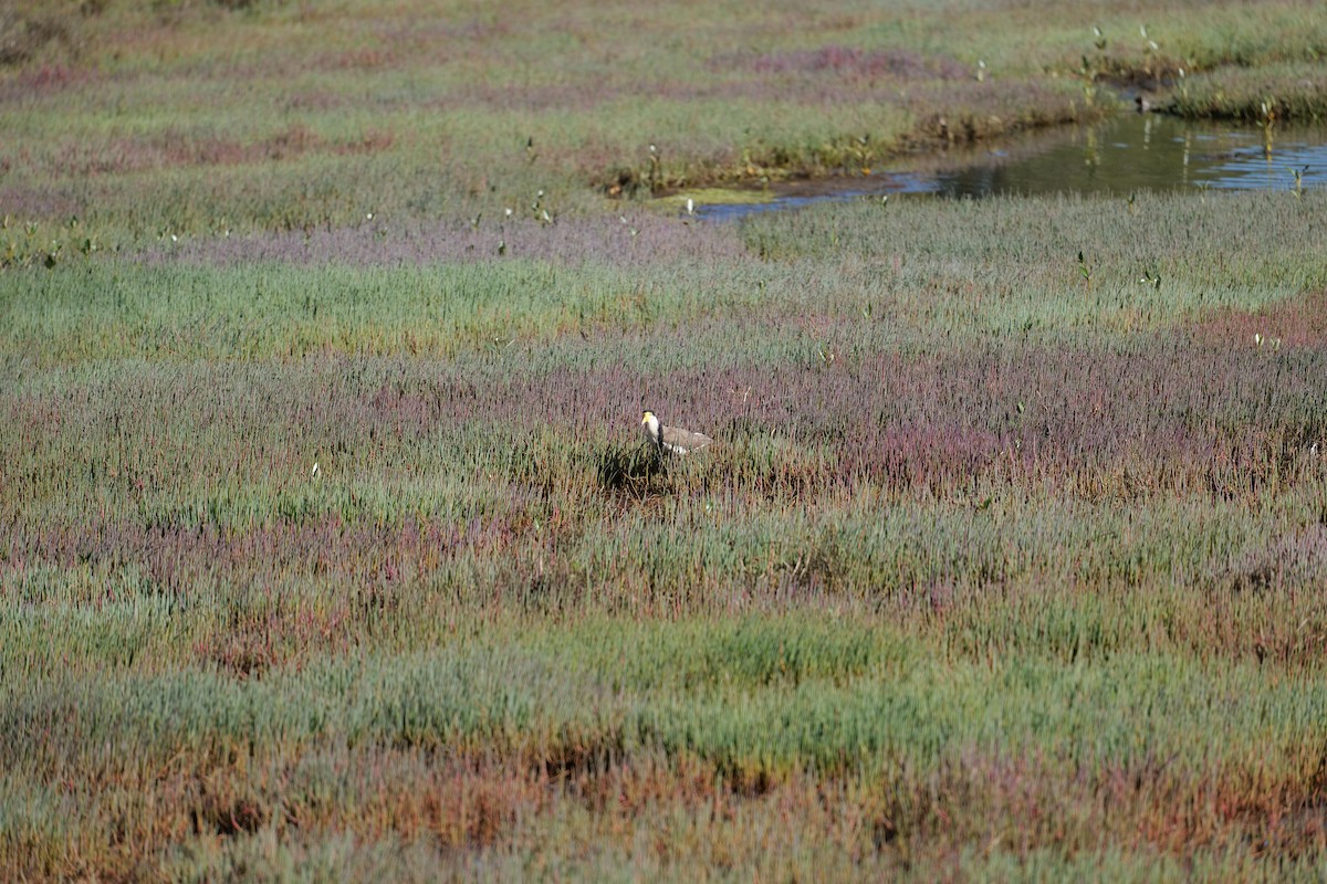 Masked Lapwing - ML646319009
