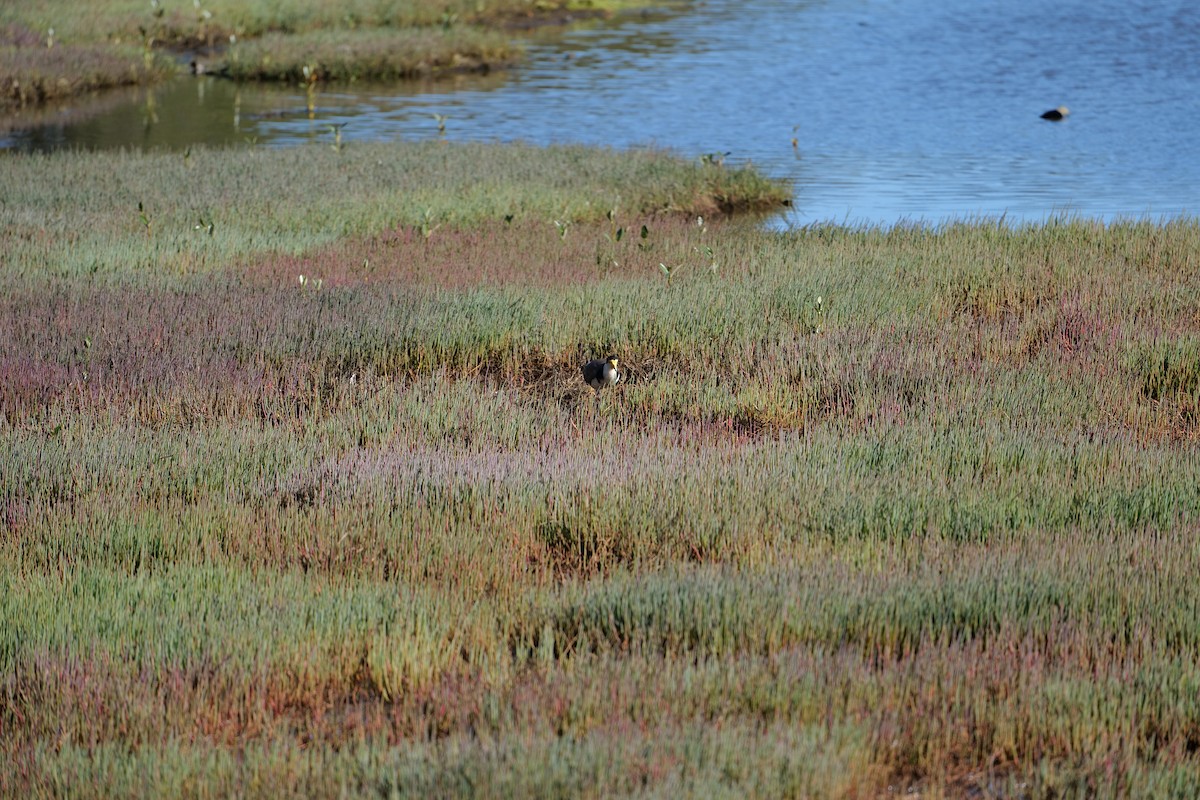 Masked Lapwing - ML646319010