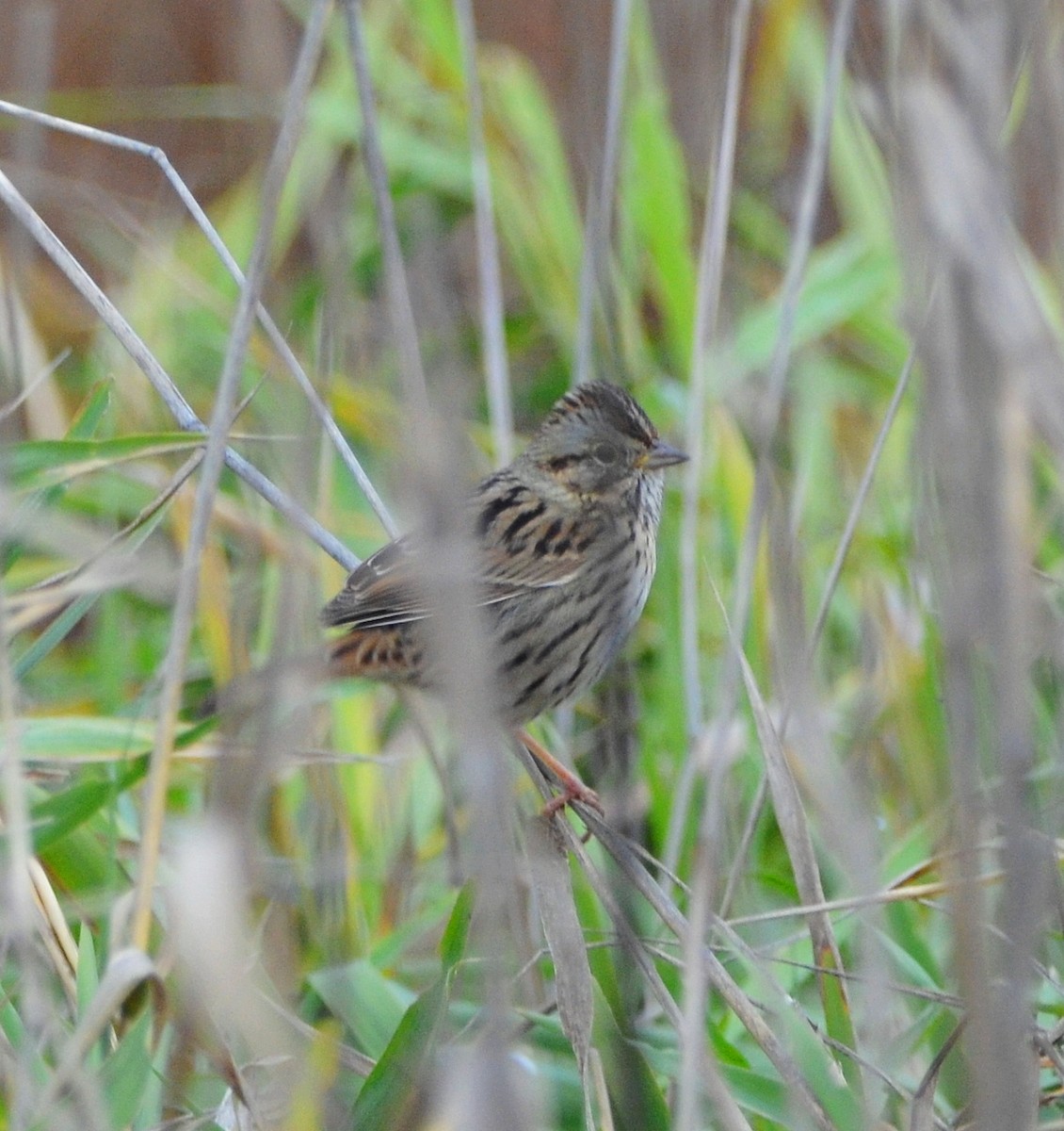 Lincoln's Sparrow - ML646319011