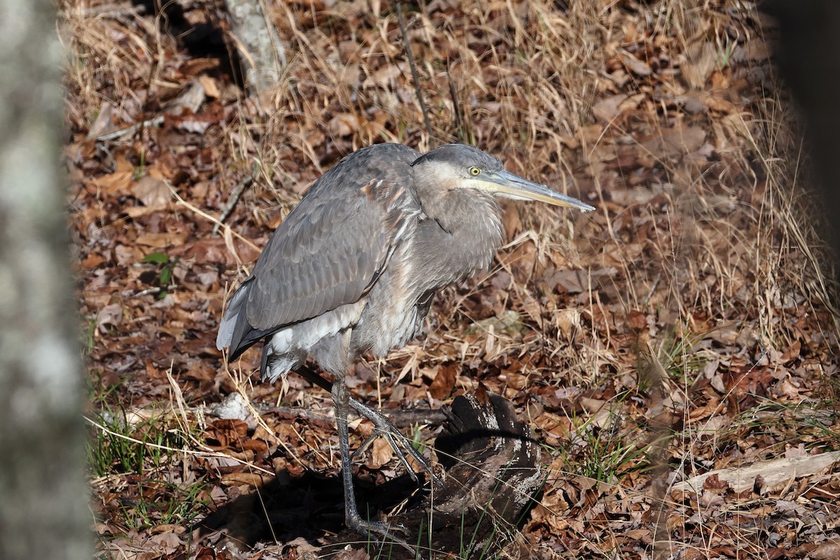 Great Blue Heron (Great Blue) - ML646319021