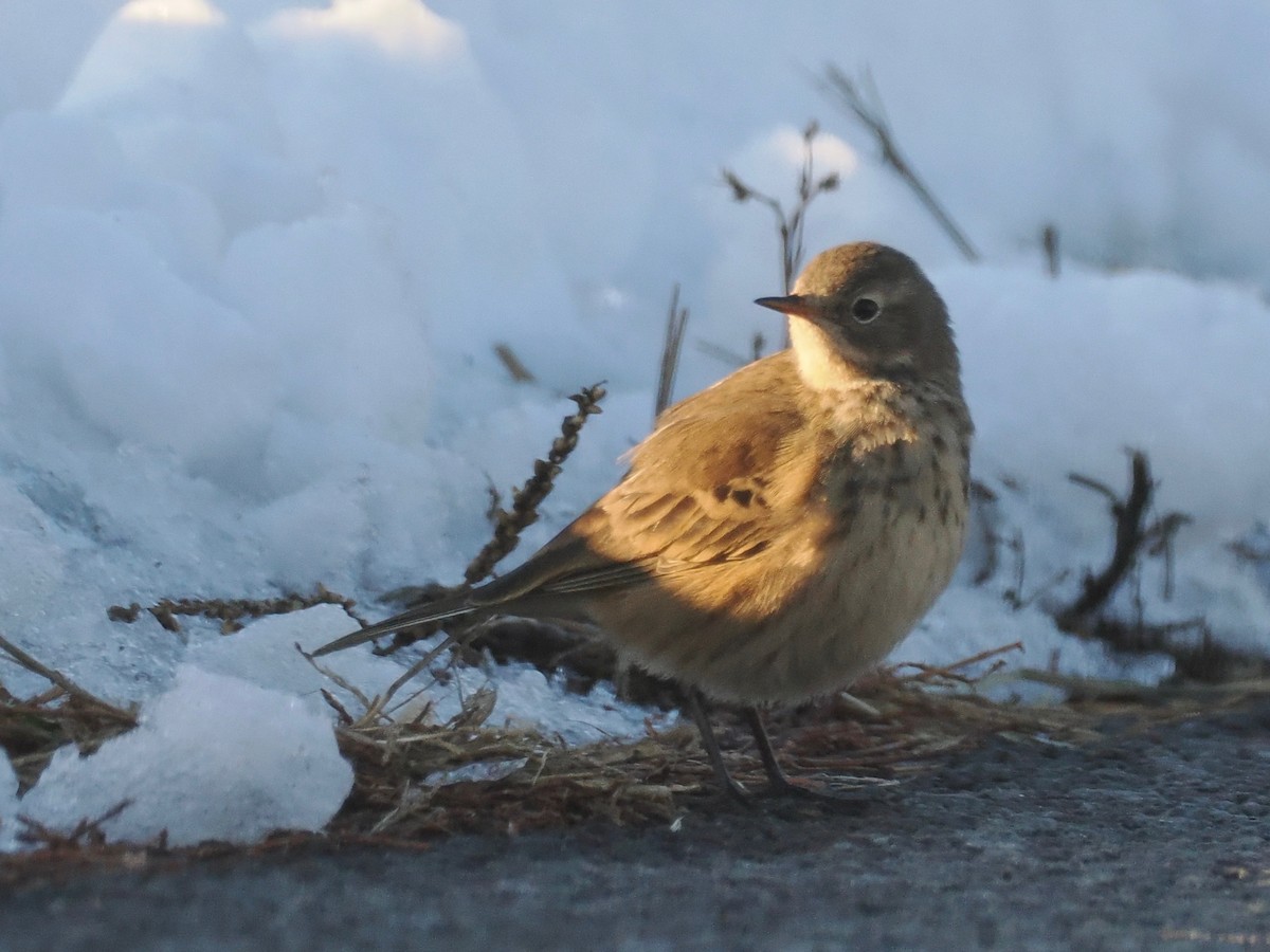 American Pipit - ML646319026