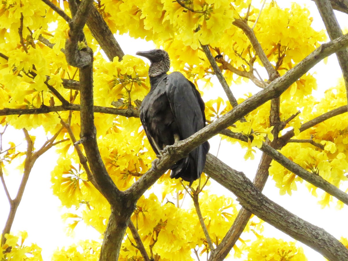 Катарта чорна - ML646319027