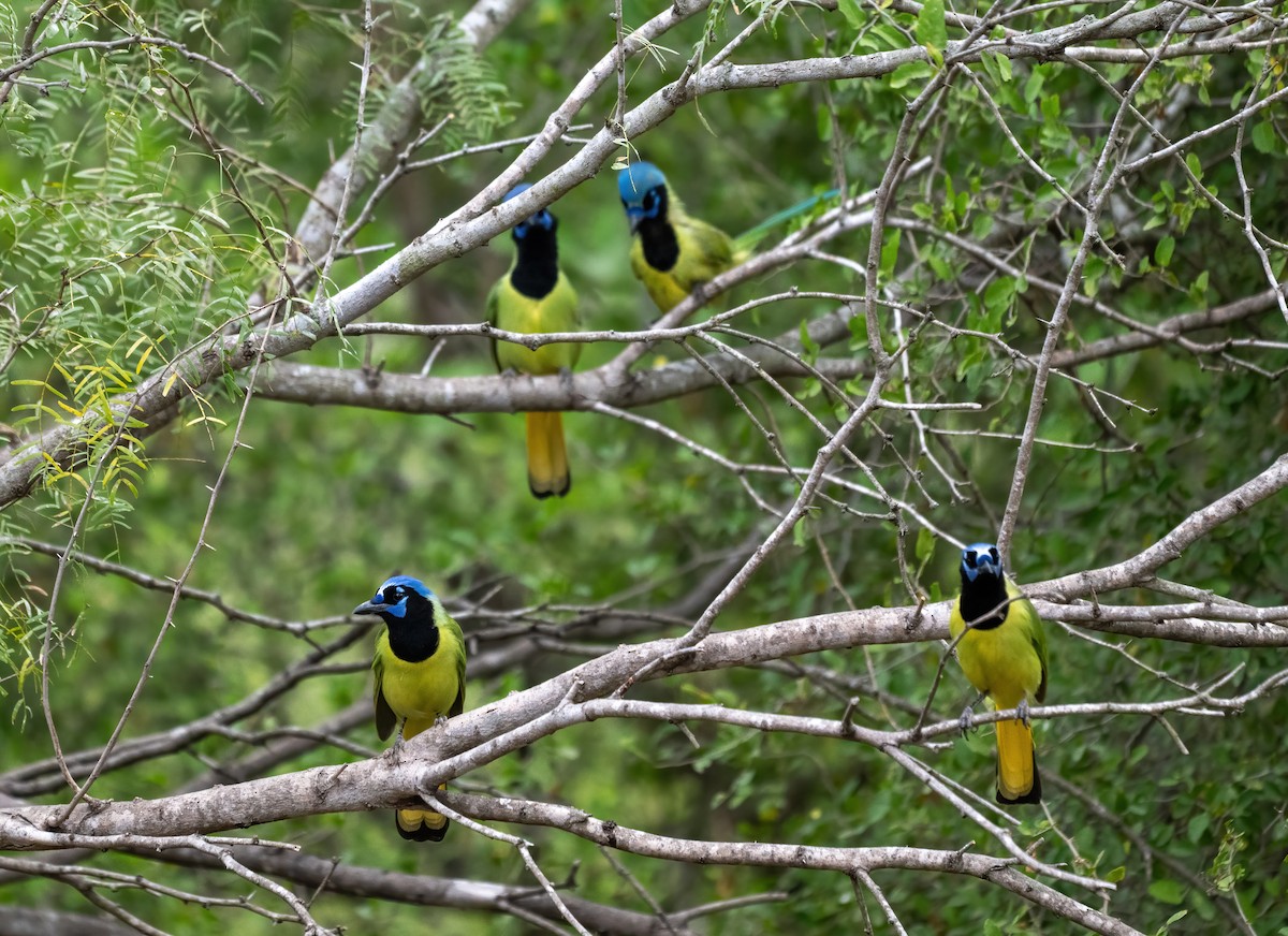 Geai vert - ML646319029