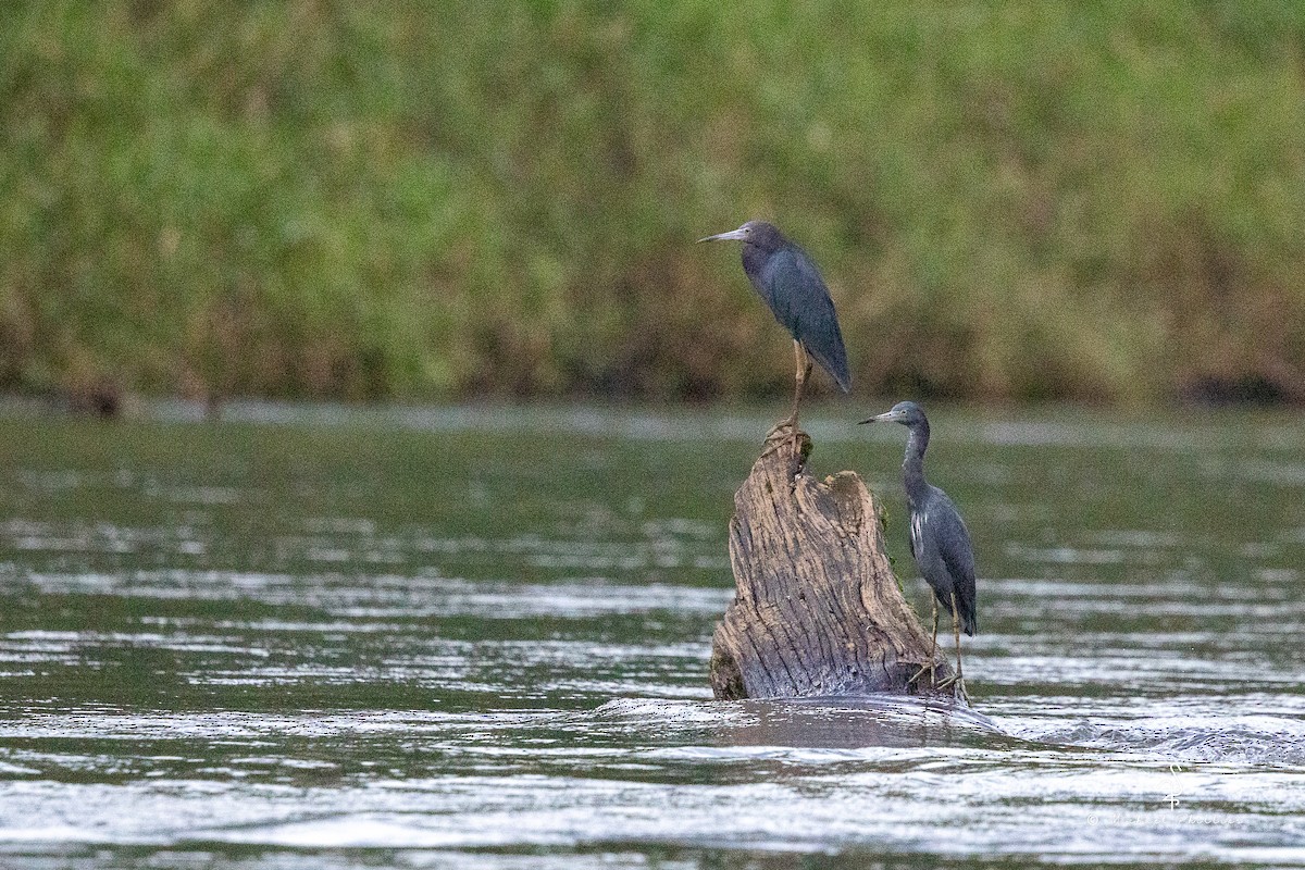 Little Blue Heron - ML646319032