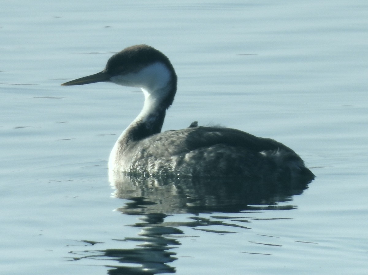 potápka západní - ML646319037