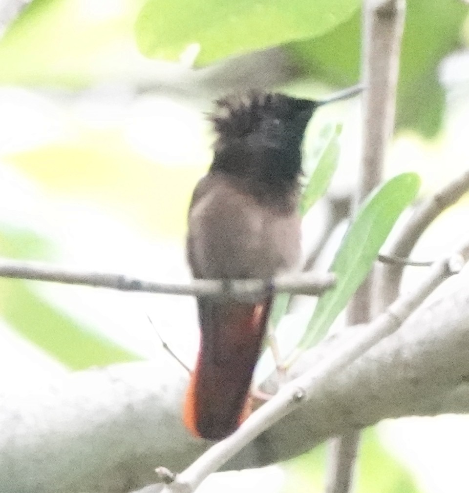 ルビートパーズハチドリ - ML646319038