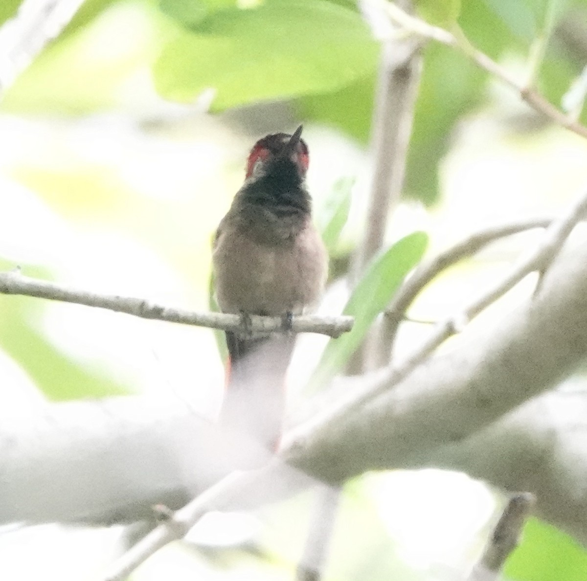 ルビートパーズハチドリ - ML646319039