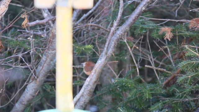 Carolina Wren - ML646319040